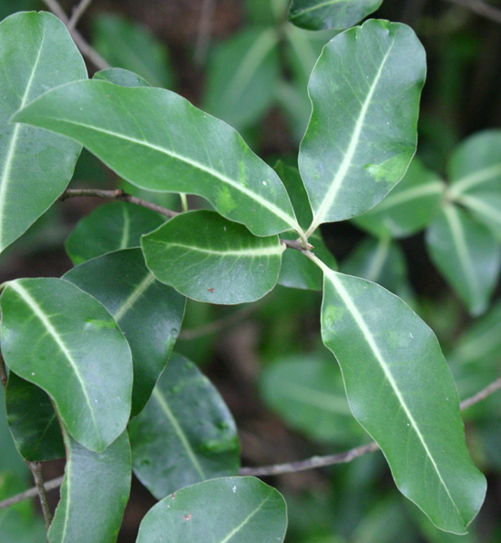 Pittosporum tenuifolium