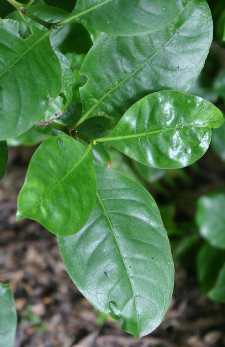 Coprosma macrocarpa