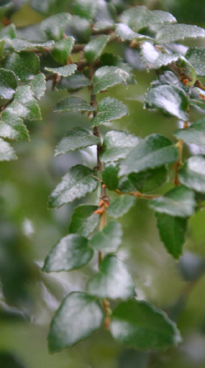 Nothofagus cunninghammii