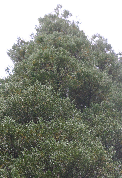 Libocedrus bidwilli