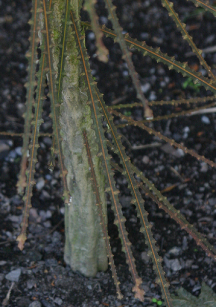 Pseudopanax ferox