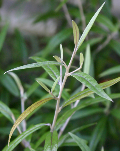 Corokia puddleioides