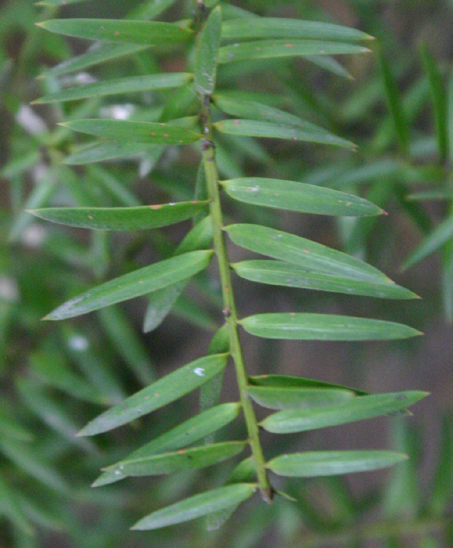 Totara