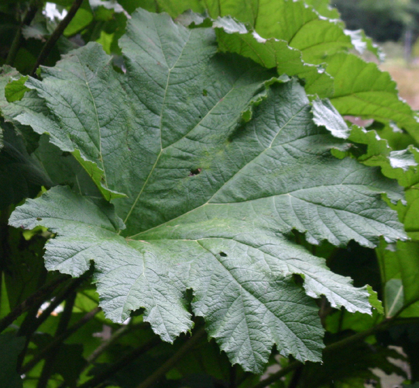 Gunnera manicata