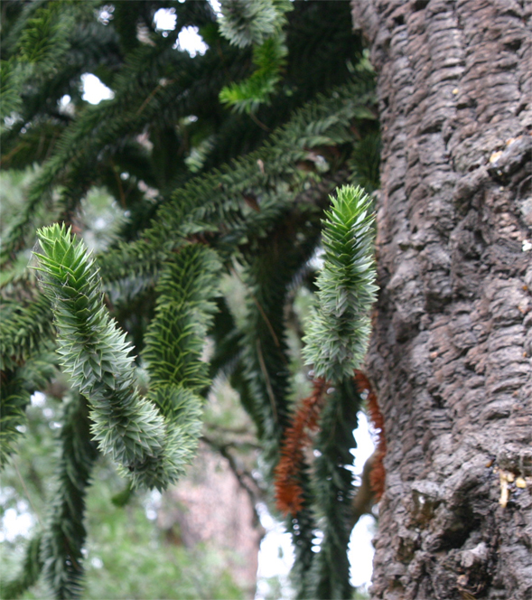 Araucaria araucana