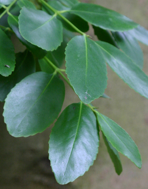 Laurel sempervirence