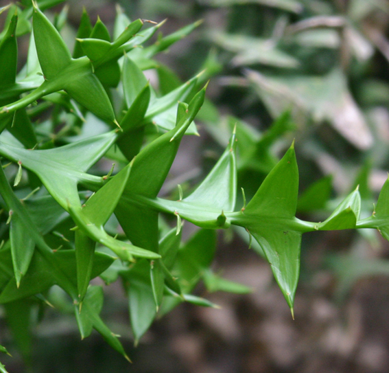 Colletia cruciata