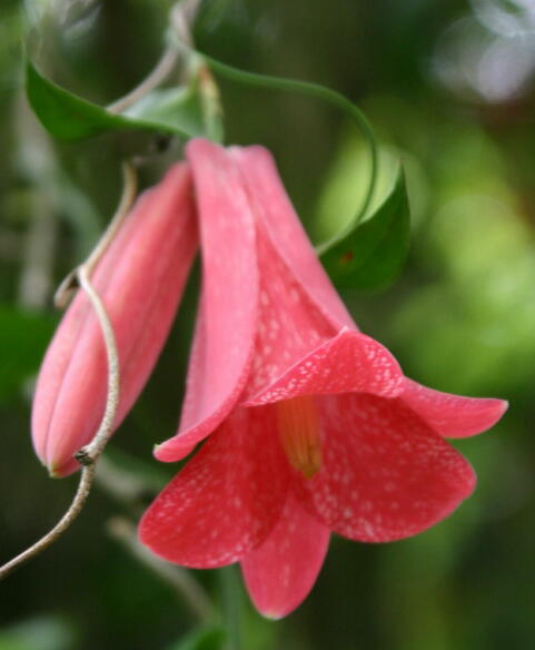 Lapageria rosea