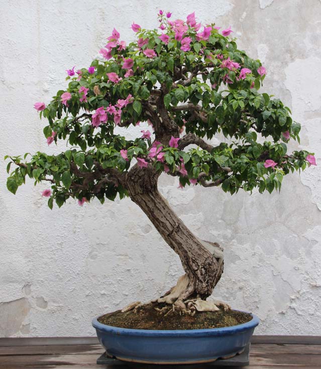 Bougainvillea glabra