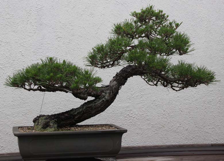 Pinus thunbergii