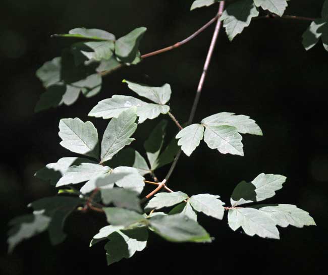 paperbark maple