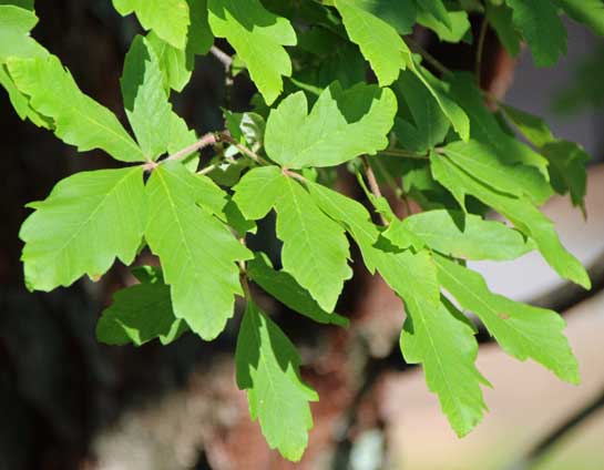 hybrid maple