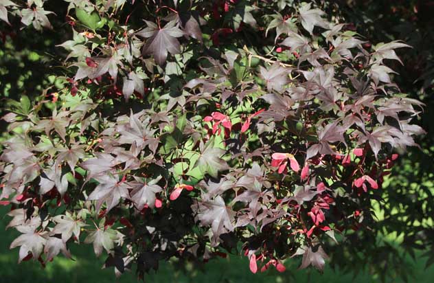 Acer palmatum Atropurpureum Novum