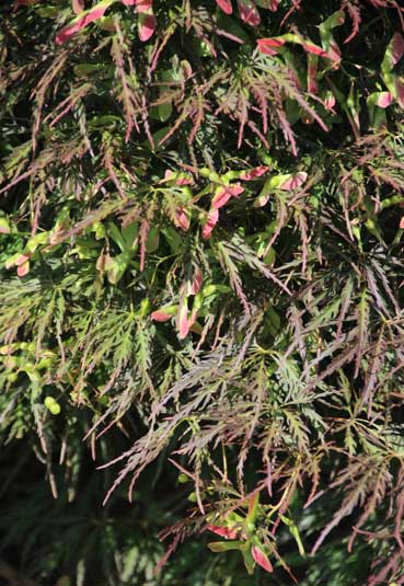 Acer palmatum Pendulum Julian