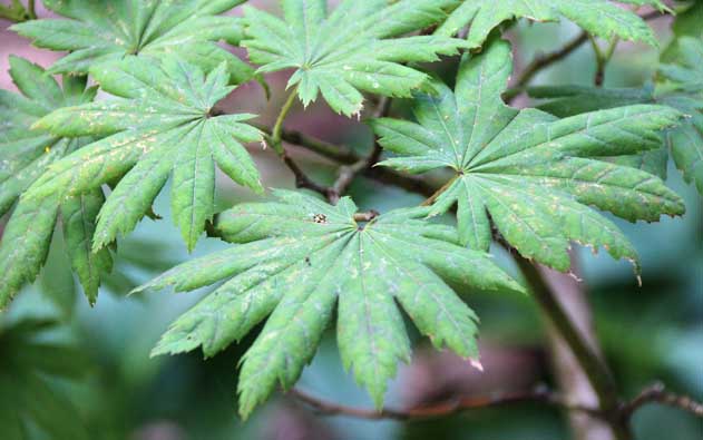 Acer pseudosieboldianum