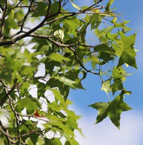 Shantung maple