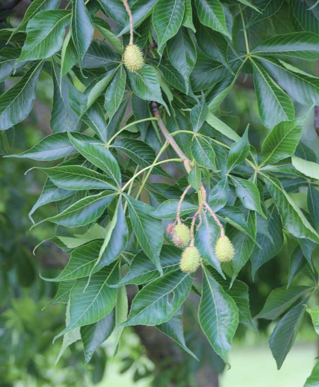 Ohio Buckeye