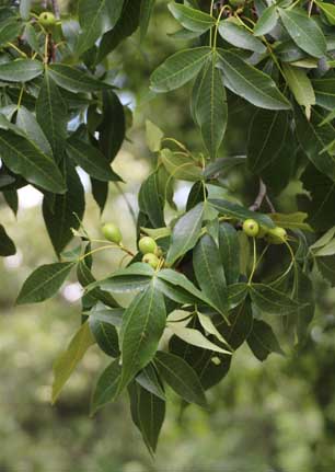 Carya glabra