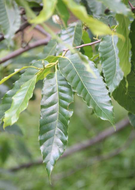 Castanea henryi