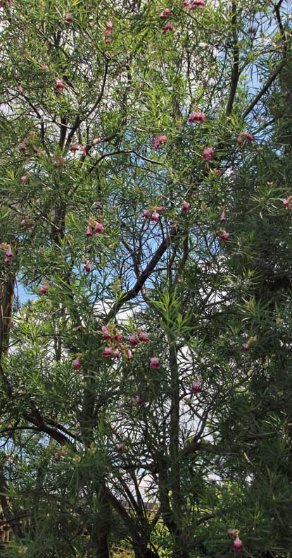 Desert willow