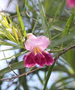 Desert willow