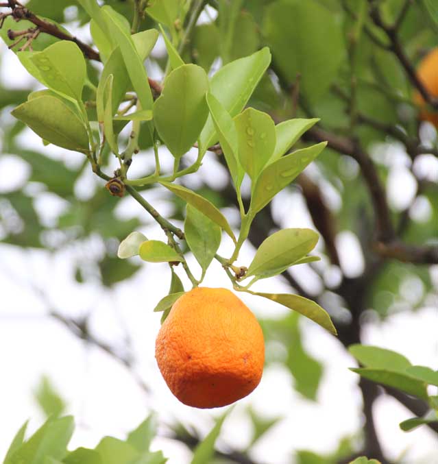 Orenge calamondin