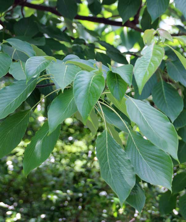 Cornus controversa