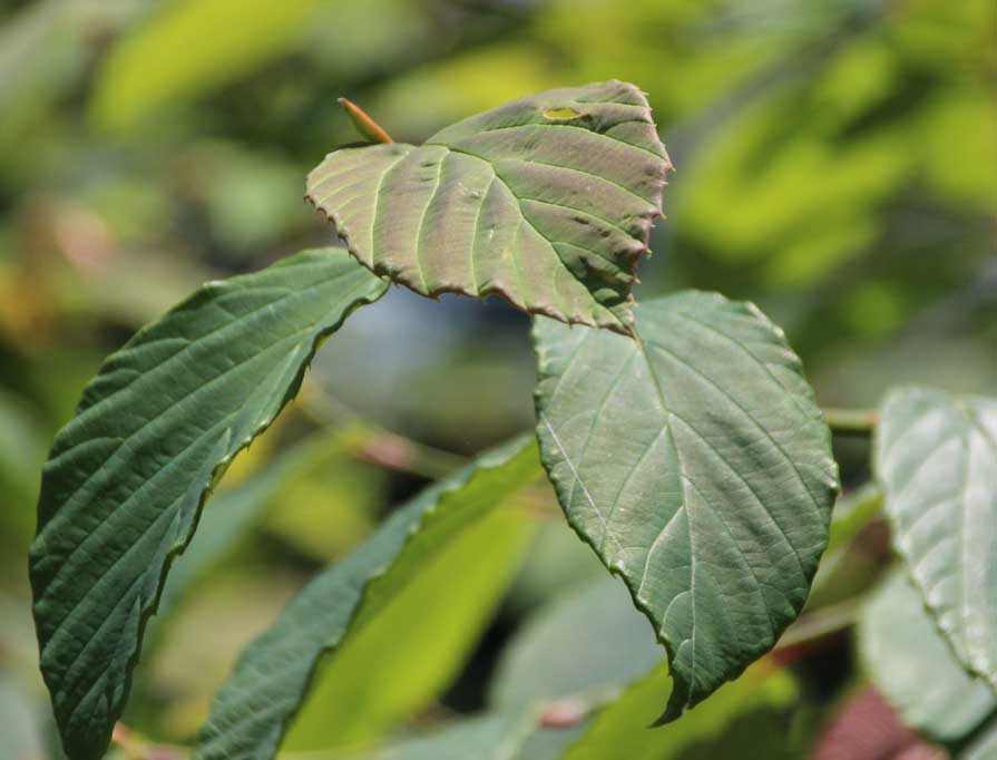 Corylopsis veitchiana