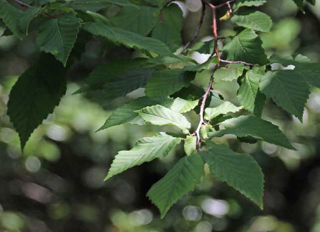 Corylus fargesii