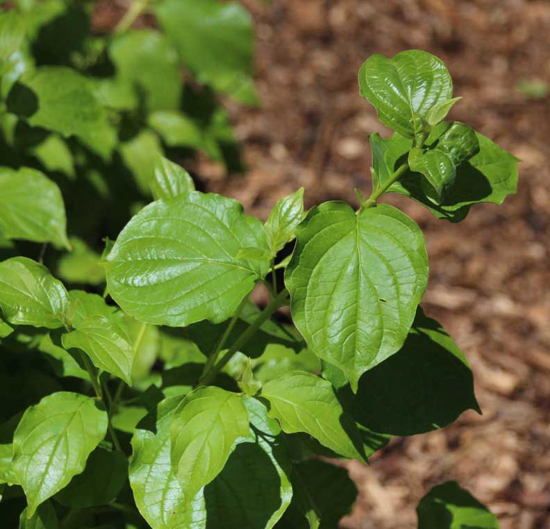 Cornus sanguinea