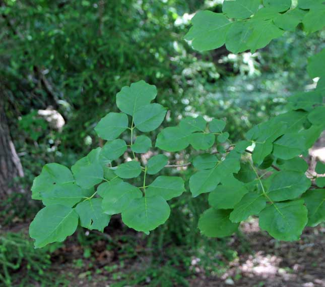 Fraxinus bungeana