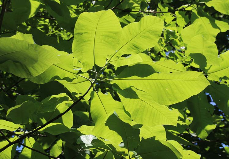 Bigleaf Magnolia