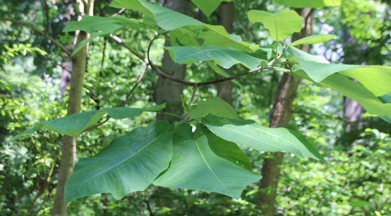 Bigleaf Magnolia