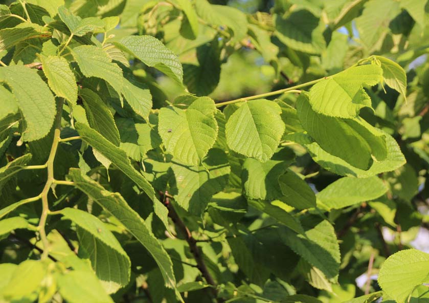 Red mulberry