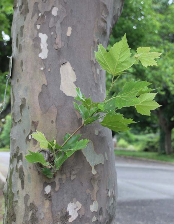 Platanus