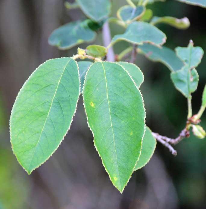 Pseudocydonia sinensis