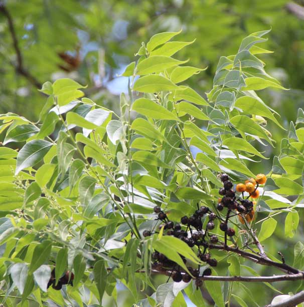 Sapindus saponaria var. drummondii