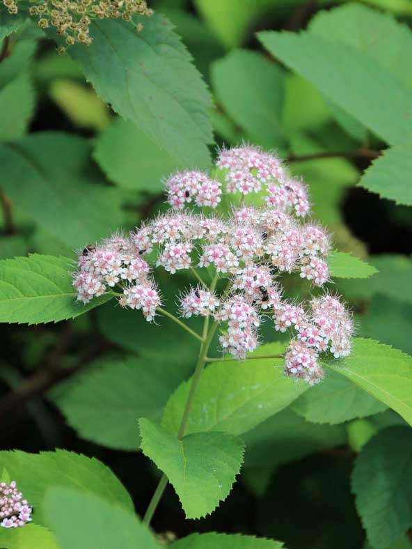 Spiraea fritschiana