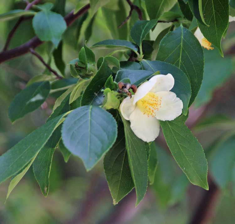 Chinese stewartia