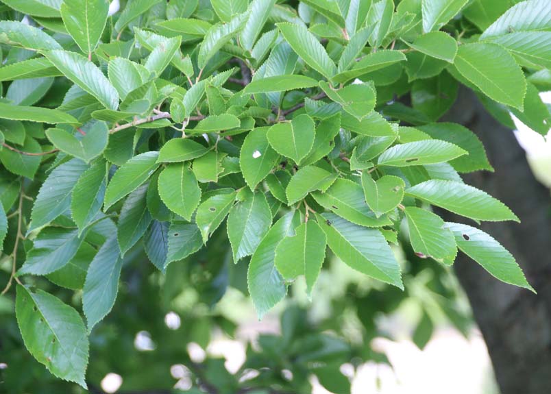 red-fruited elm