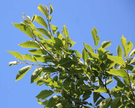 red-fruited elm