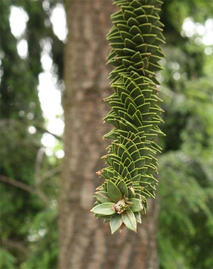 Araucaria@araucana̗t