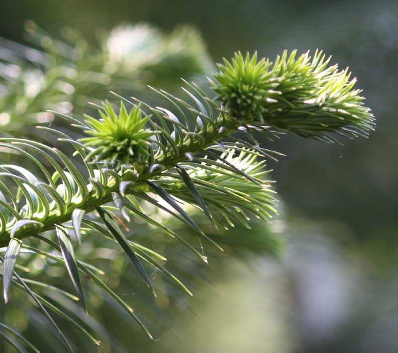 �R�E���E�U���̗t