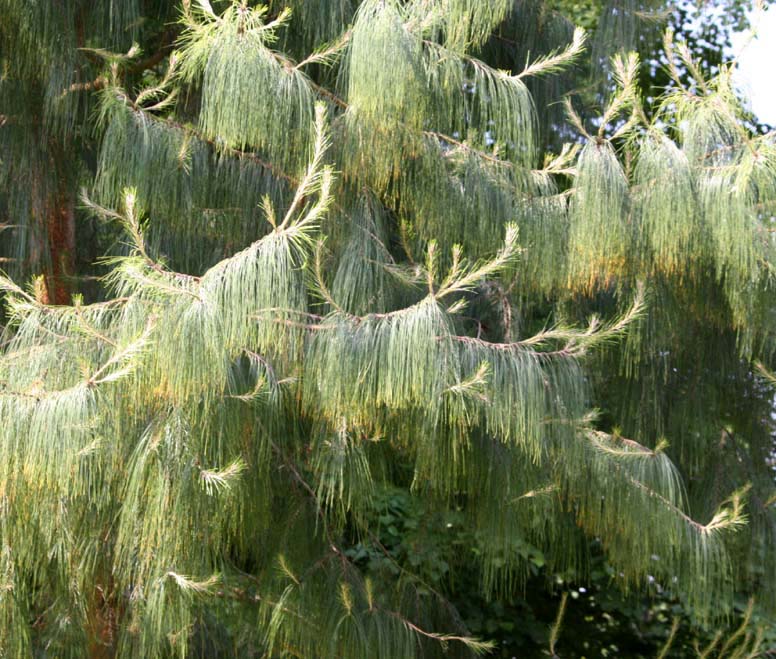 Pinus patula