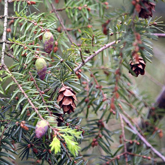 Tsuga forrestii