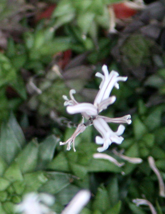 Haworthia cuspidata