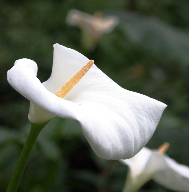 Zantedeschia aethiopica