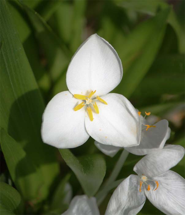 Weldenia candida