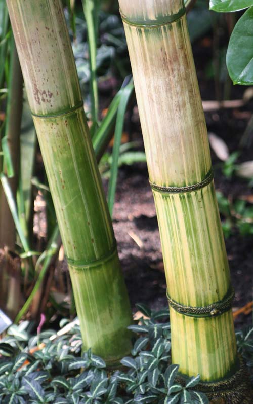 Gigantochloa verticillata