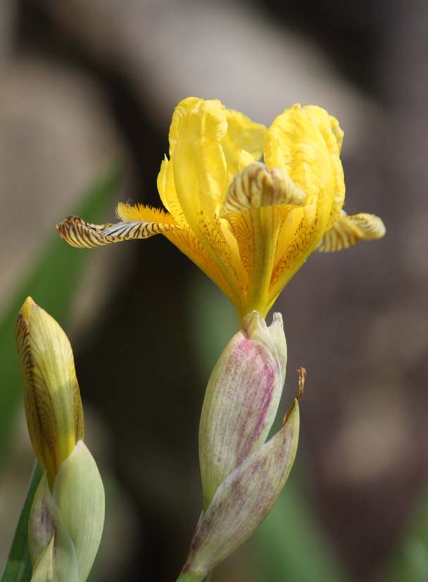 Iris variegata